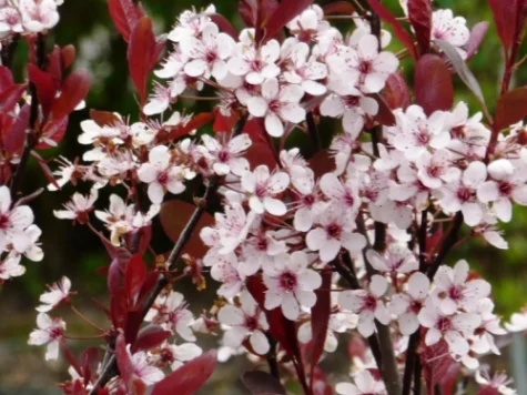 Prunus cistena 80 CM STEM C5 P23 2YR - imagine 1