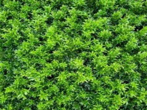 Prunus laur Filigrow Sofia 35-40 CM BALL RB - imagine 1