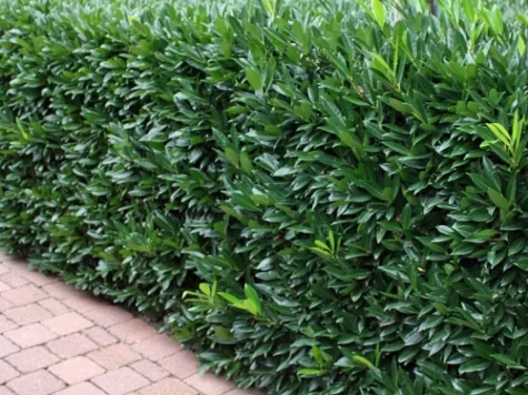 Prunus laur Herbergii 100-125 CM RB - imagine 1