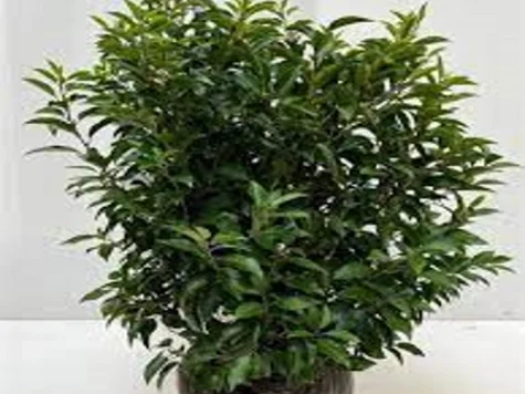 Prunus lus Angustifolia 60-80 CM RB - imagine 1