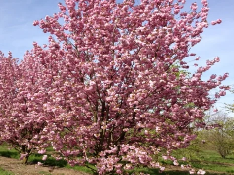 Prunus serr Kanzan 80 CM STEM C5 P23 2YR - imagine 1