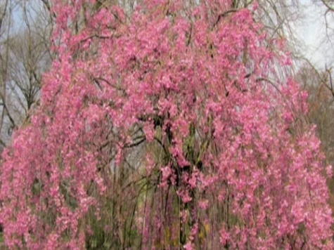 Prunus subh Pendula Plena Rosea 80 CM STEM C5 P23 - imagine 1