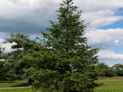 Pseudotsuga menziesii P18 40-50 CM - imagine 1