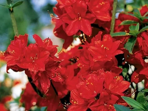 Rhododendron AJ Toreador C20 50-60 CM - imagine 1
