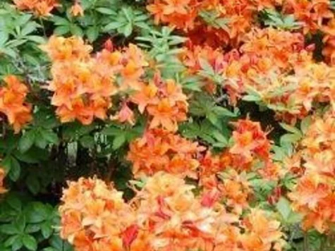 Rhododendron AK Golden Eagle C20 80-90 CM - imagine 1