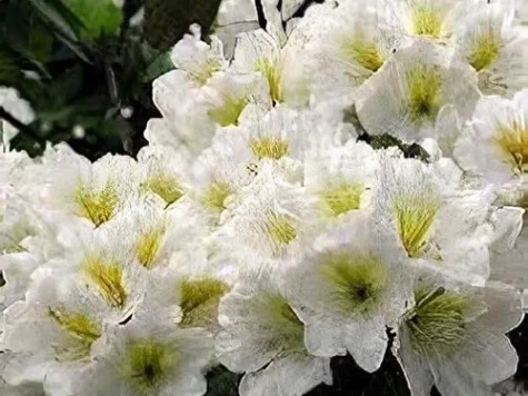 Rhododendron AK Harvest Moon C20 80-90 CM - imagine 1