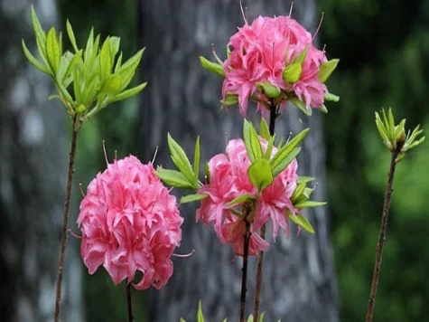 Rhododendron AK Homebush C20 80-90 CM - imagine 1