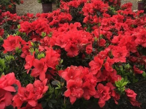 Rhododendron AM Kost Bril Red C20 80-90 CM - imagine 1
