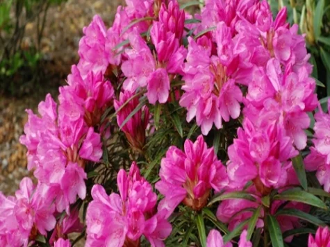 Rhododendron AP Graziella C40 60-80 CM - imagine 1