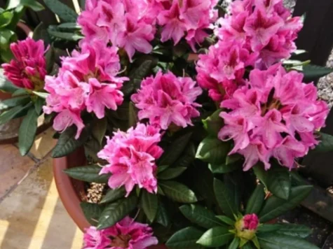 Rhododendron Alb Cosmopolitan C80 90-100 CM - imagine 1