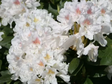 Rhododendron Alb Cuningham White C4 P21 30-40 CM - imagine 1