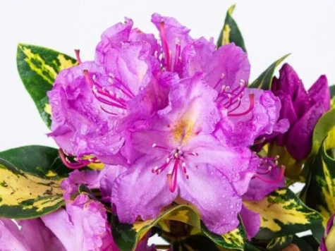 Rhododendron Blattgold C3 P19 30-40 CM - imagine 1