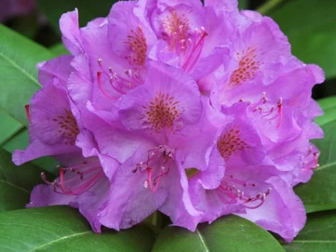 Rhododendron Cat Grand C4 P21 30-40 CM - imagine 1