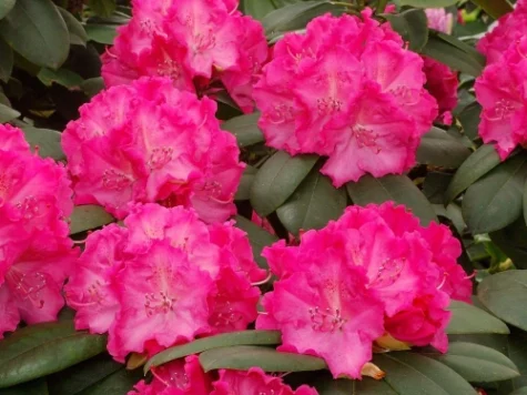 Rhododendron Germania C80 80-100 CM - imagine 1