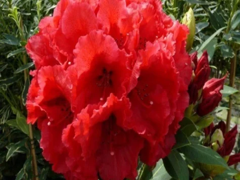 Rhododendron Red Jack C10 40-50 CM - imagine 1