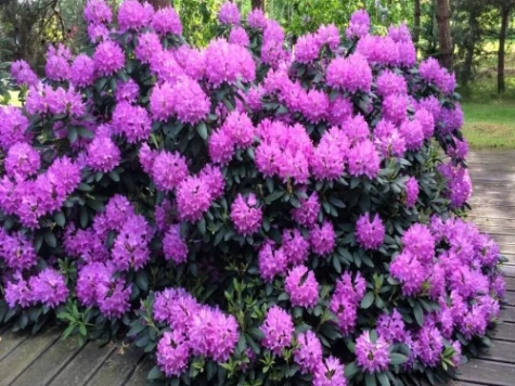 Rhododendron Ros Elegans C4 P21 30-40 CM - imagine 1