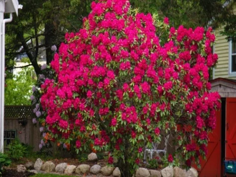 Rhododendron Rosu N Zembla C4 P21 30-40 CM - imagine 1