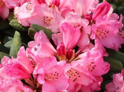 Rhododendron Wine & Roses C3 P19 30-40 CM - imagine 1