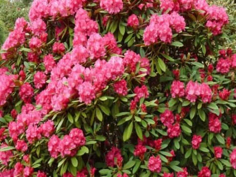 Rhododendron Yakushimanum mix 60 CM STEM C5 P23 - imagine 1