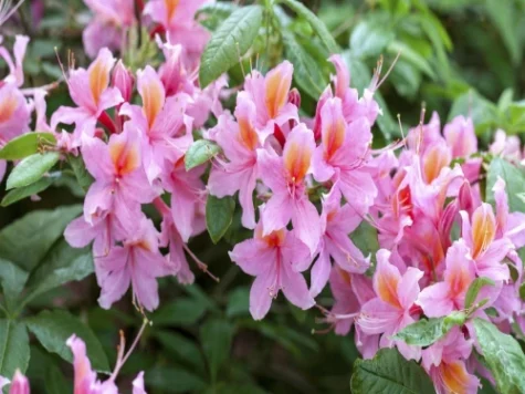 Rhododendron lut diverse culori C5 P23 30-40 CM - imagine 1