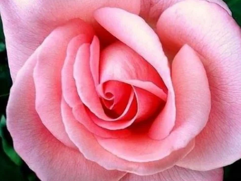 Rose Arielle ARCADA 200/250 - imagine 1