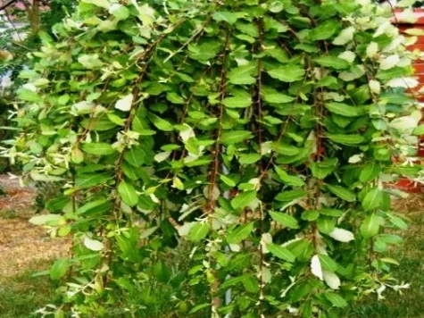Salcie Salix caprea Kilmarnock 120 CM STEM P26 - imagine 1