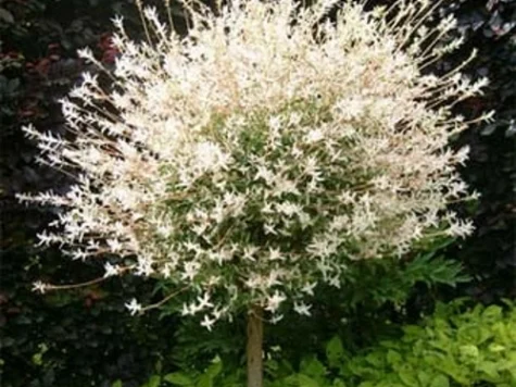 Salcie Salix integra Hakuro-nishiki 100 CM STEM C5 P23 - imagine 1