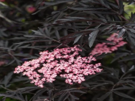 Sambucus nigra C3/P19 30-40 CM - imagine 1