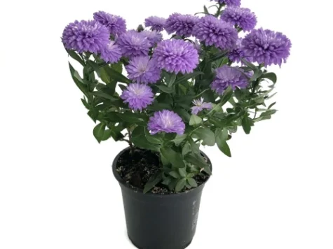 Scanteiuta Aster diverse culori P11 - imagine 1