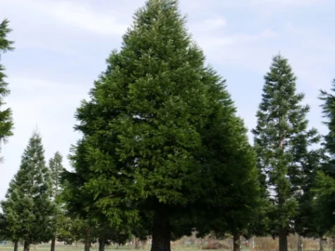 Sequoia sempervirens C5 P23 80-100 CM - imagine 1