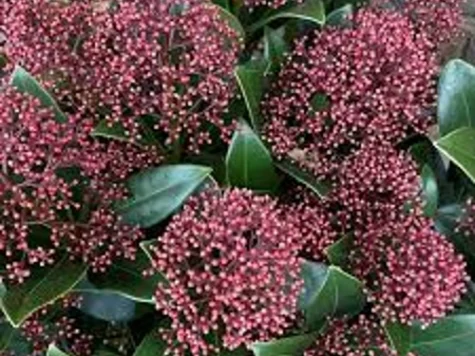 Skimmia japonica diverse culori P 13 cm ghiv 2L 25CM - imagine 1
