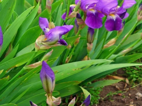 Stanjenel Iris germanica P11 - imagine 1