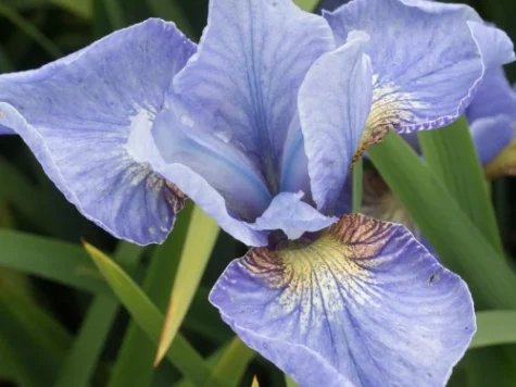 Stanjenel Iris sibirica P11 - imagine 1