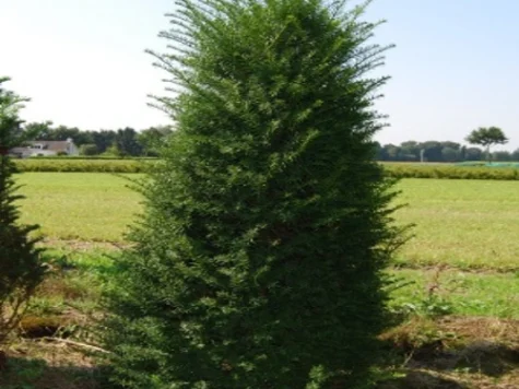 Taxus baccata 175-200 CM C130 - imagine 1