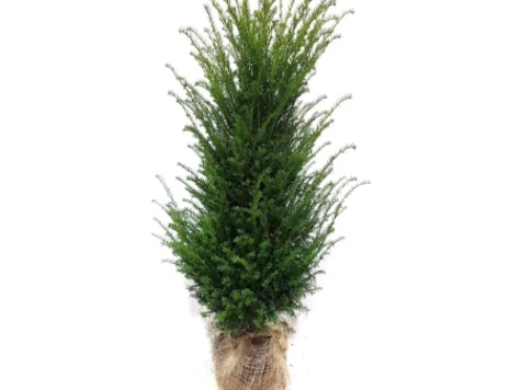 Taxus baccata 80-100 CM - imagine 1