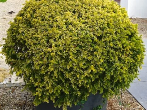 Taxus baccata Semperaurea 80-100 C25 - imagine 1