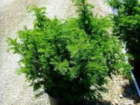 Taxus media Brownii 125-150 C90 - imagine 1