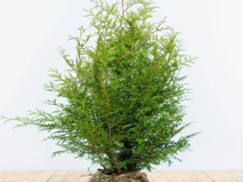 Thuja occ Brabant 120 CM STEM C130 - imagine 1