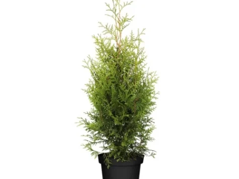 Thuja occidentalis Brabant 120 CM Stem C90 - imagine 1