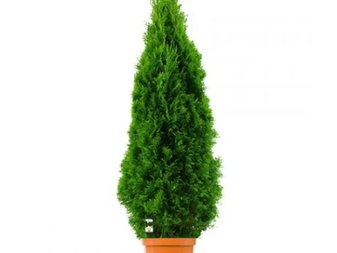 Thuja occidentalis Smaragd P9 20-25CM rasad - imagine 1