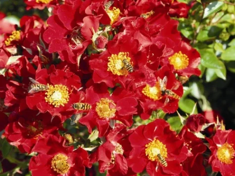 Trandafir Rosa Bijenweelde Bee collection P20 20-25 CM - imagine 1