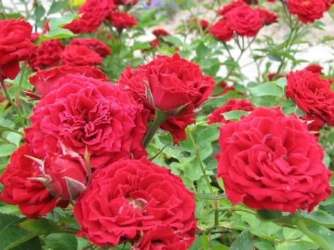 Trandafir Rosa mix acoperitori NL - imagine 1