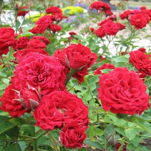 Trandafir Rosa mix acoperitori NL