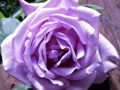 Trandafir balot, soi SISI Mov - imagine 1