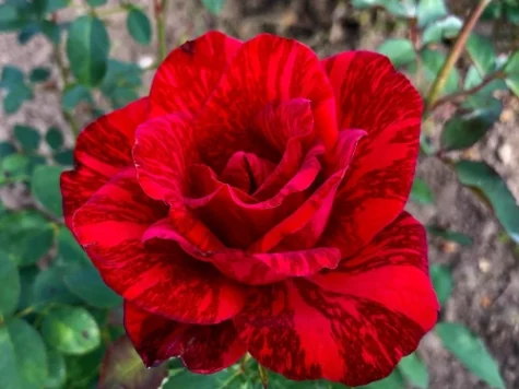 Trandafir balot, soi abracadabra RED INTUITION - imagine 1