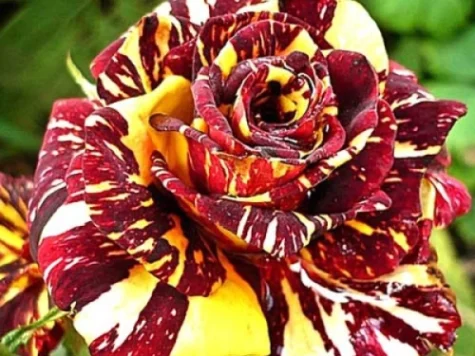 Trandafir balot, soi abracadabra TWIST - imagine 1