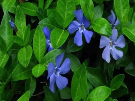 Vinca minor diverse C1,5 P15 - imagine 1