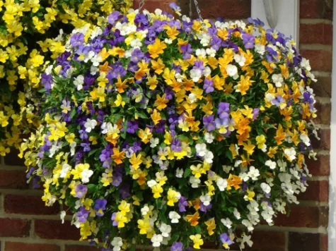 Viola basket p 23 GR - imagine 1