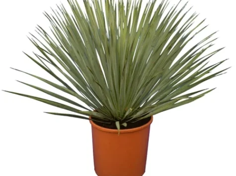 Yucca Rosrata clt 12 IT - imagine 1