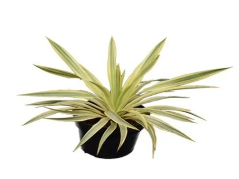 Yucca gloriosa Bright Star P26 30-40 CM - imagine 1